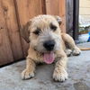 Buster