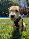 Buster