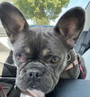 Eloise