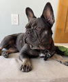 Eloise