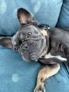 Eloise