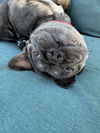 Eloise
