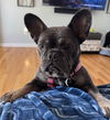 Eloise