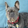 adoptable Dog in  named Eloise