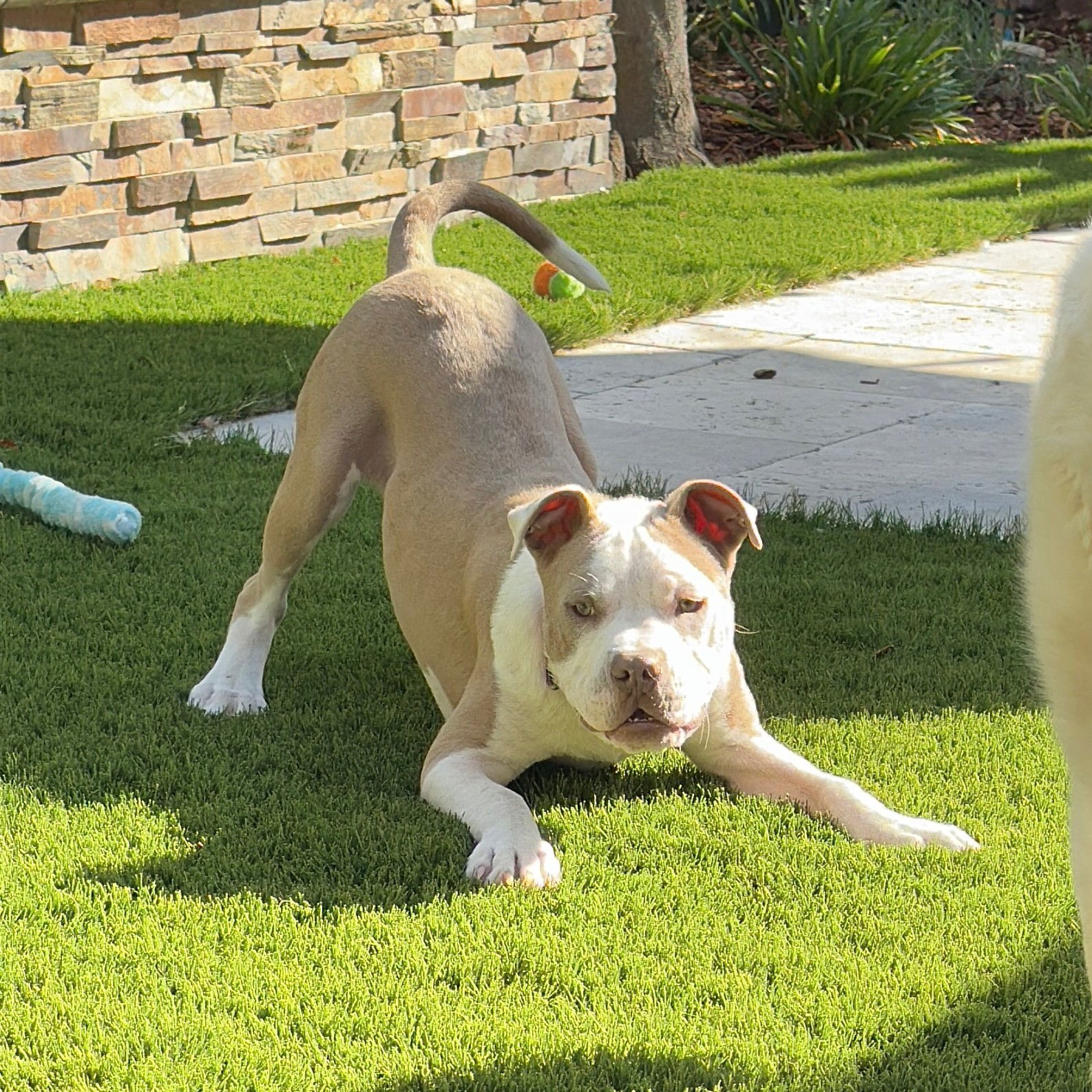 adoptable Dog in San Jose, CA named Tango