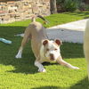 adoptable Dog in  named Tango