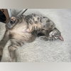 Kami - Photo 5