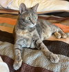 Kami - Photo 3