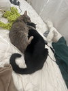 Kami - Photo 4