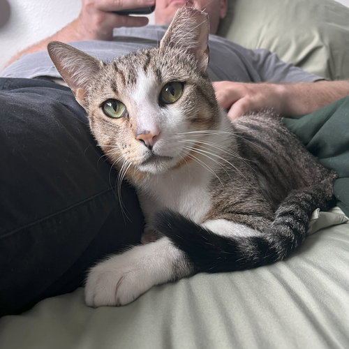 picture of the cat needing adoption