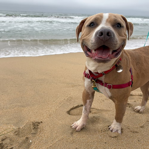 picture of the dog needing adoption