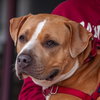 Nilla - Photo 4