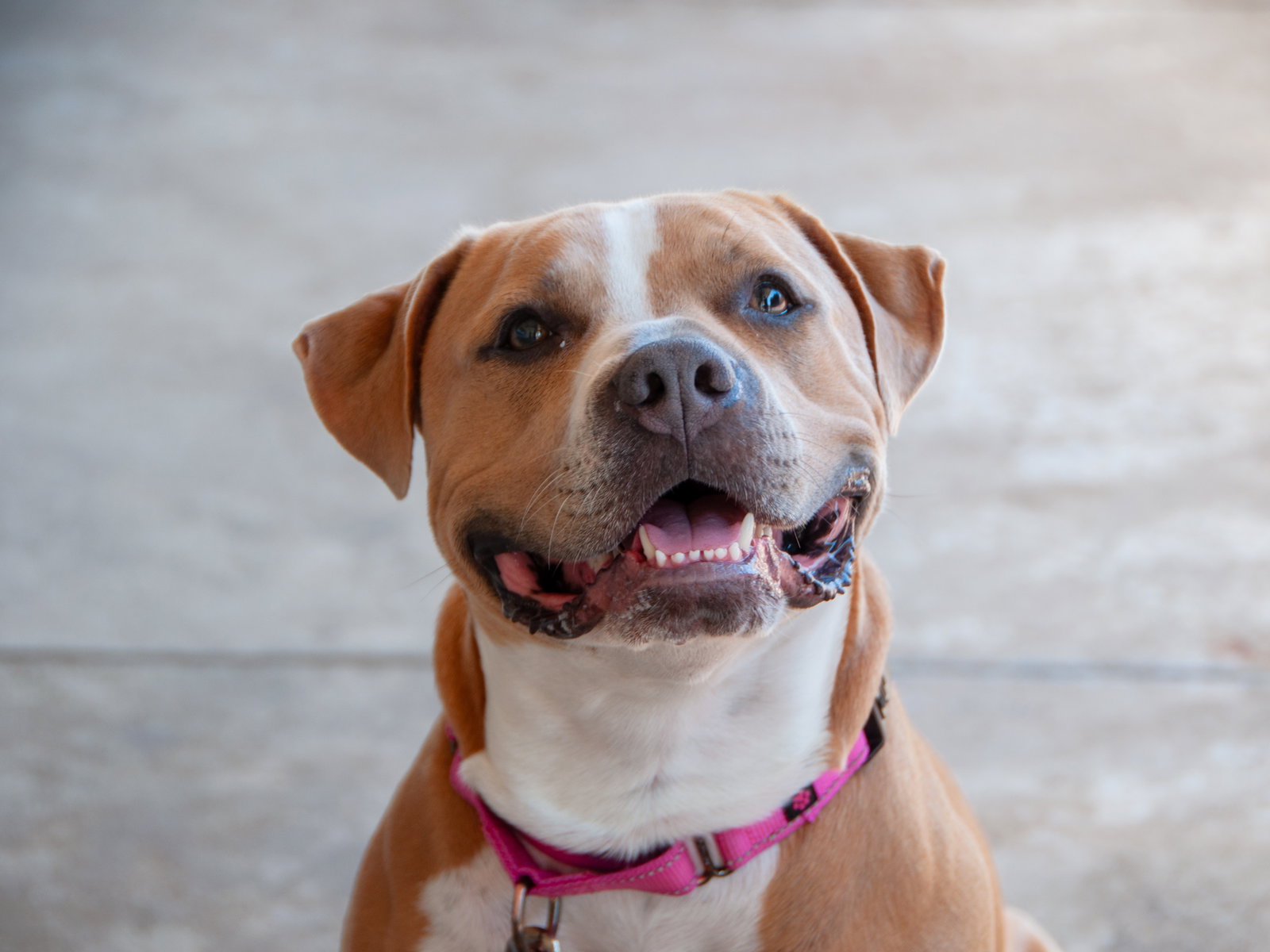 Nilla Image