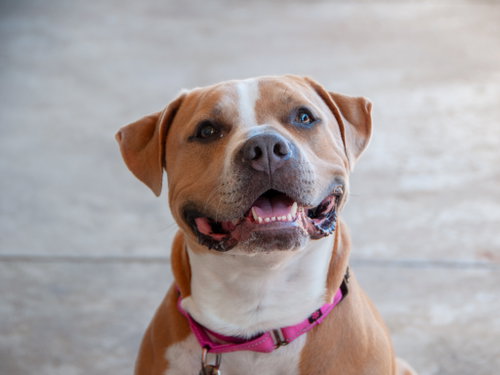 NILLA - American Pit Bull Terrier available for adoption