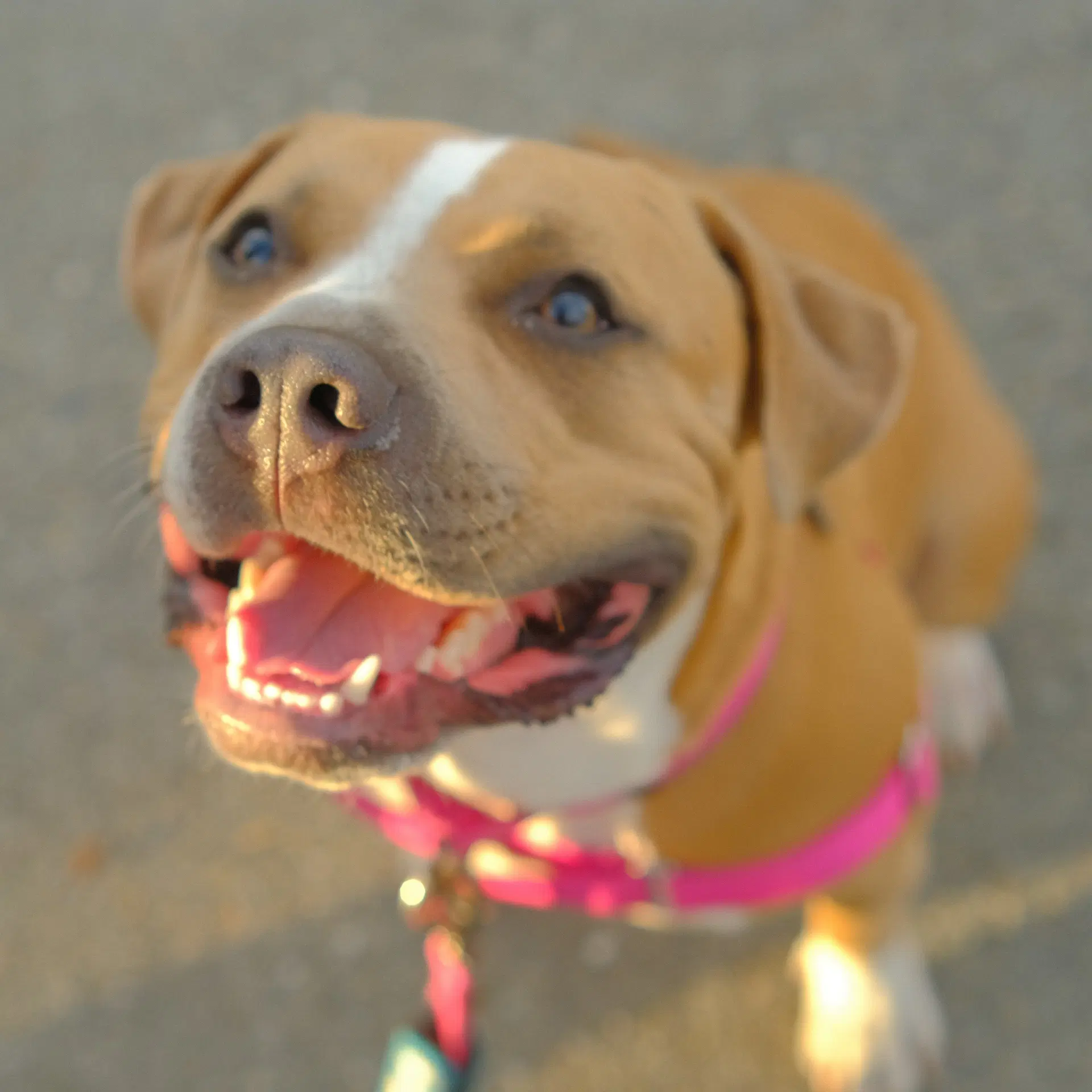 Nilla image 3
