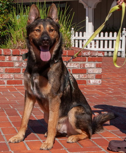 picture of the dog needing adoption