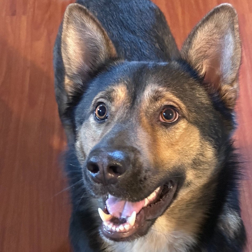 Baloo