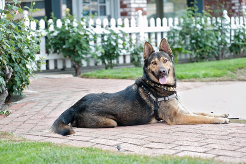 Baloo, an adoptable German Shepherd Dog in San Jose, CA