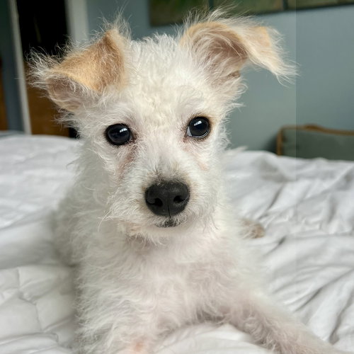 picture of the dog needing adoption