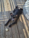 Harley - Photo 5