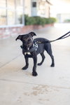 Harley - Photo 4