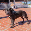 Harley - Photo 1
