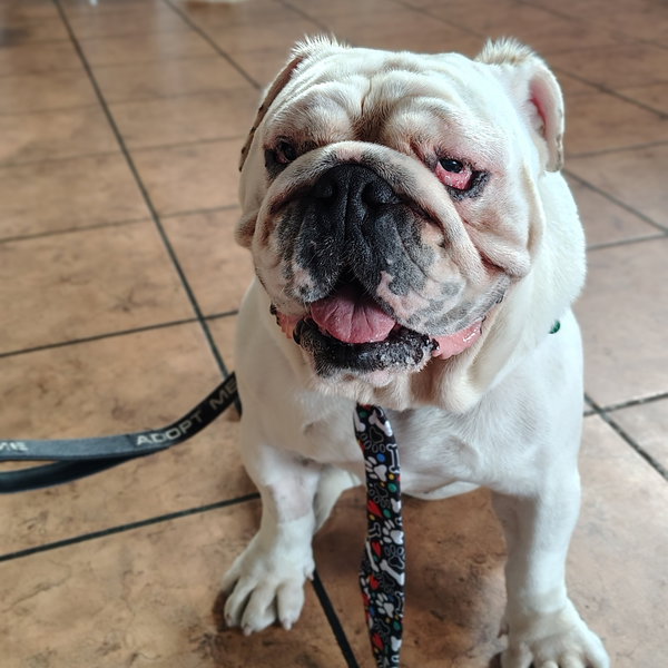 Mack