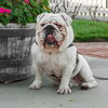 Mack - Photo 1