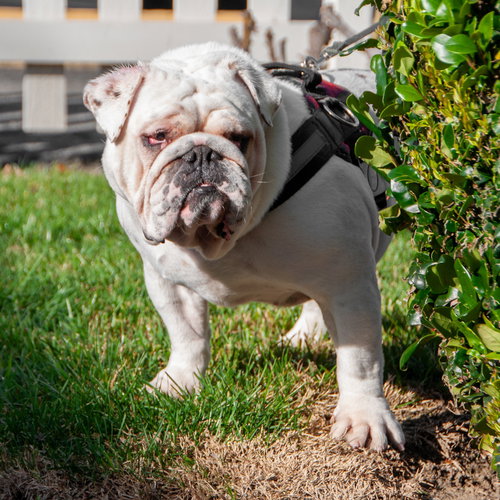 MACK - English Bulldog available for adoption