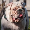 Mack - Photo 3