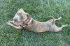 Maple - Photo 7