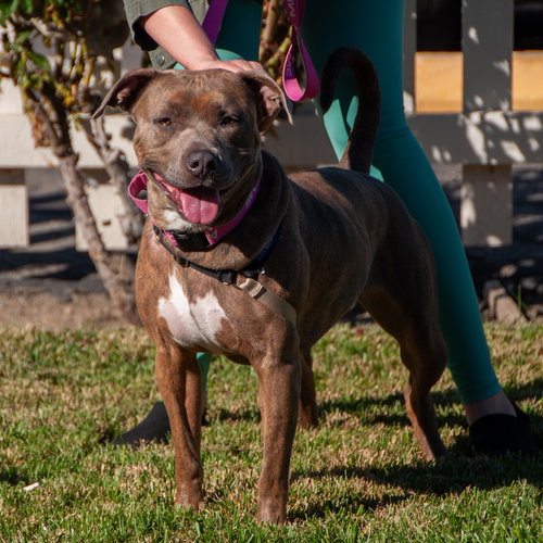 MAPLE - American Pit Bull Terrier available for adoption