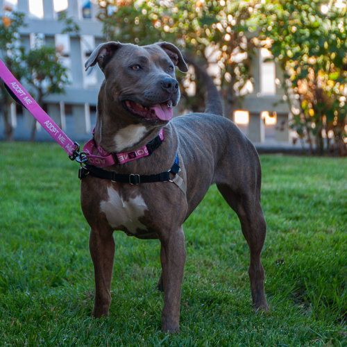 picture of the dog needing adoption