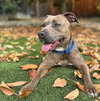 Maple - Photo 1