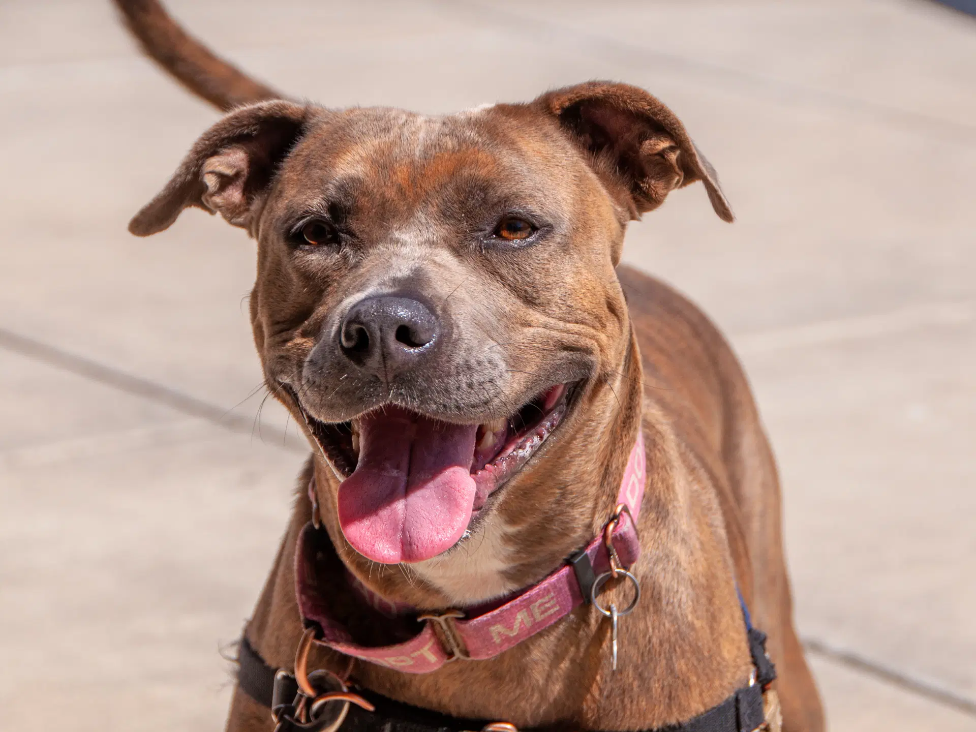Maple - American Pit Bull Terrier