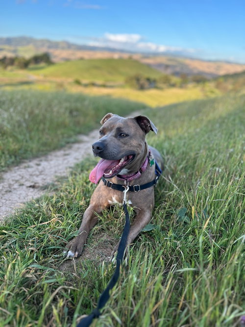 Maple photo 1