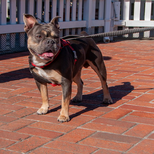 picture of the dog needing adoption