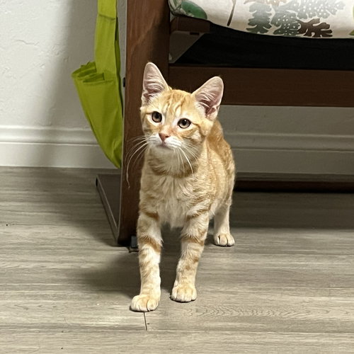 picture of the cat needing adoption