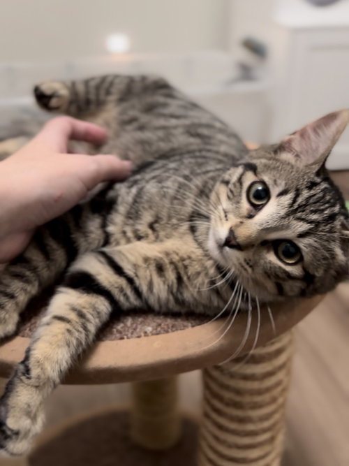 picture of the cat needing adoption