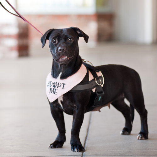 picture of the dog needing adoption