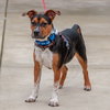 Bruno - COURTESY - Photo 3