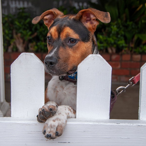 Bruno - COURTESY