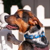Bruno - COURTESY - Photo 1