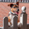 Bruno - COURTESY - Photo 2