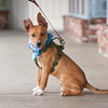 Benny - COURTESY - Photo 4