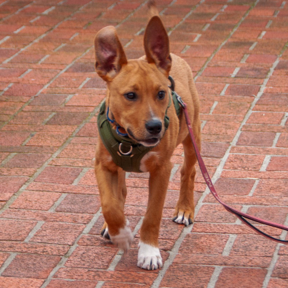 Benny - COURTESY