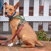 Benny - COURTESY - Photo 5