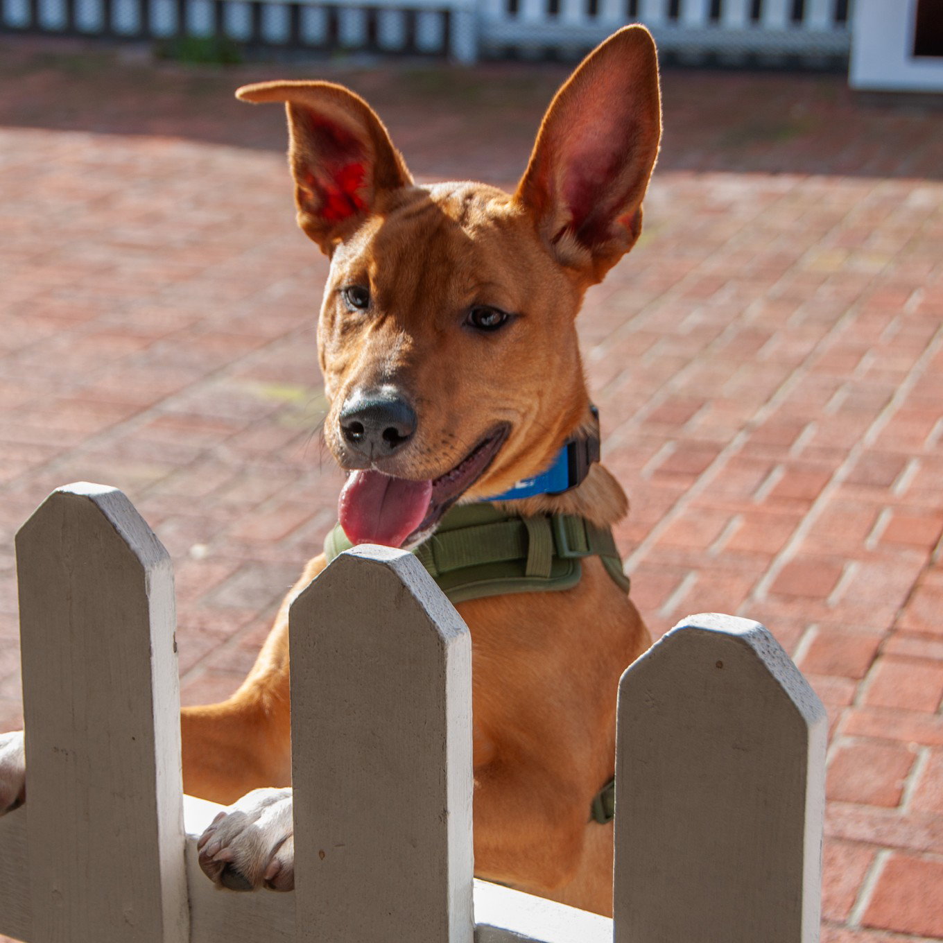 Benny - COURTESY Image