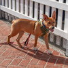 Benny - COURTESY - Photo 2