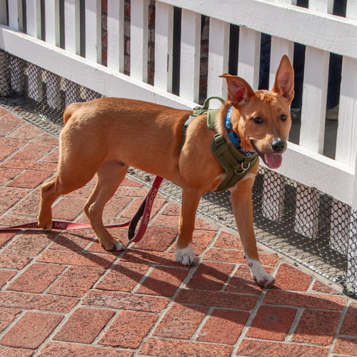 BENNY - COURTESY - American Pit Bull Terrier available for adoption
